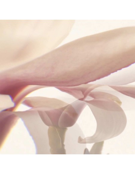 White Magnolia