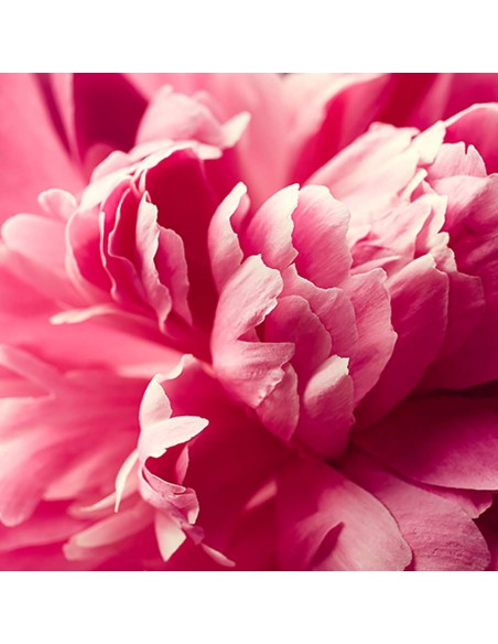 Cabotine Rose