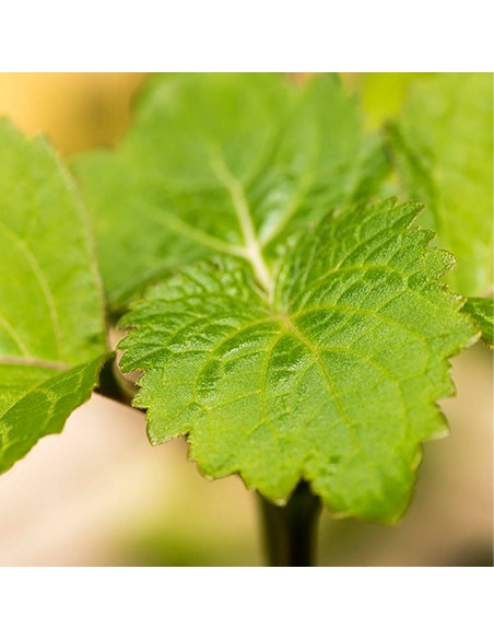 Cabotine