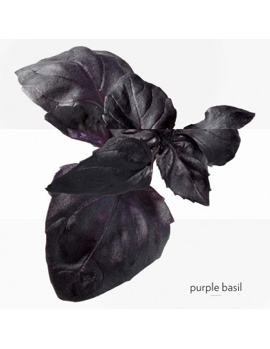 Eau de Basilic Pourpre