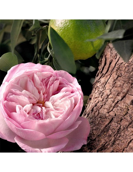 Chloé Rose Naturelle Intense Recarga