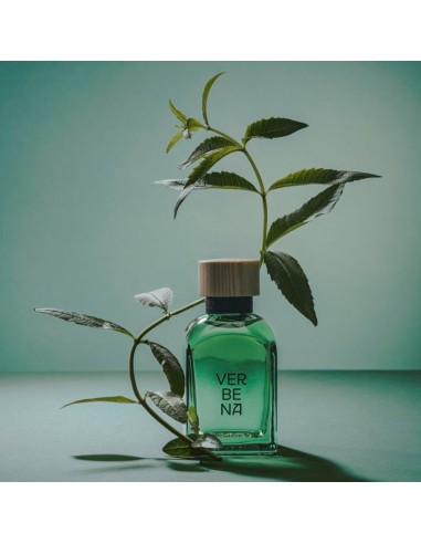 Verbena Hombre
