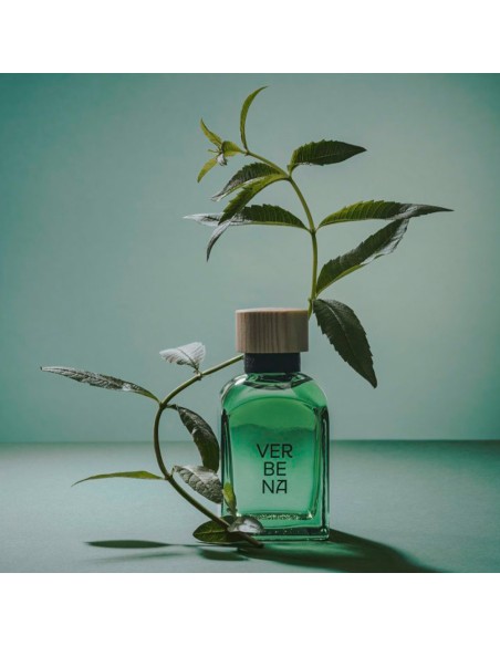 Verbena Hombre