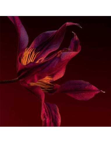 Boss The Scent Elixir Parfum Intense...