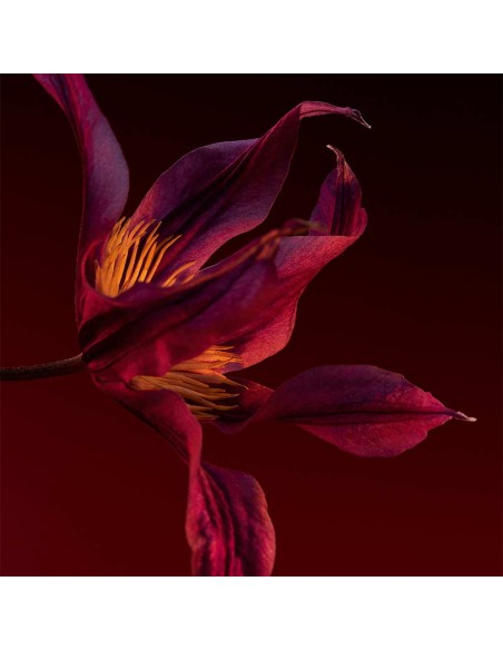 Boss The Scent Elixir Parfum Intense for Her