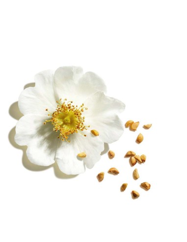 Lip Oil Balm