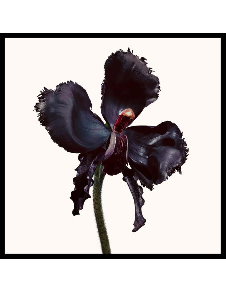 🔥🔥 Black Orchid Reserve